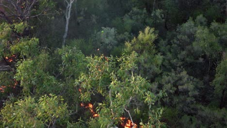 quema trasera necesaria que se está haciendo en un bosque del noroeste de australia