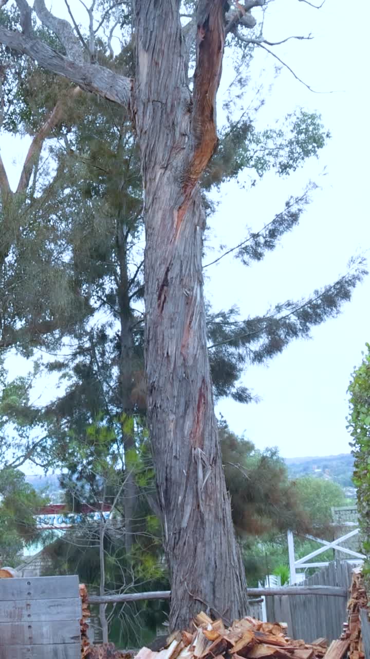 정적 카메라로 자연적인 낮빛에서 찍은 은 나무와 울창한 초록색의 조용한 뒷마당 장면
