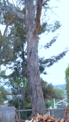una escena de patio trasero sereno con madera cortada y vegetación exuberante, capturada en la luz natural del día con una cámara estática