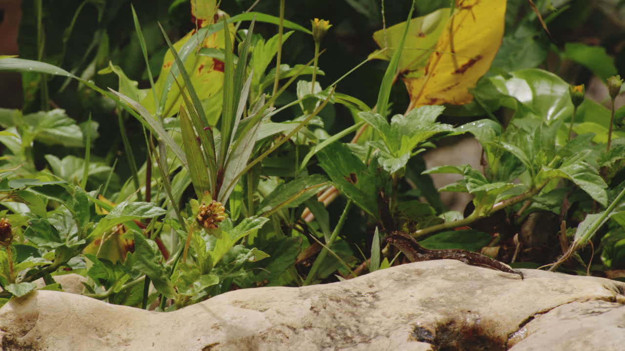 зеленые растения и скала возле рио танама в пуэрто-рико - крупный план