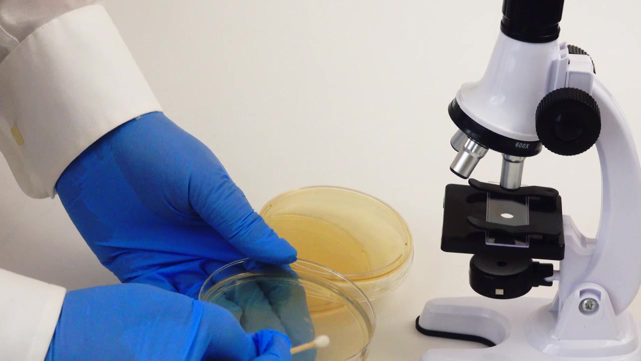 A laboratory microscope examines a nutrient agar culture as part of a biological research experiment, highlighting microbiology techniques used to study bacterial growth