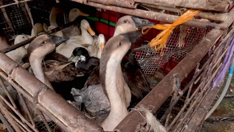 ducks pecking at food in a wooden enclosure