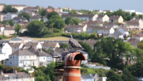 pigeon on a chimney with housing in the background