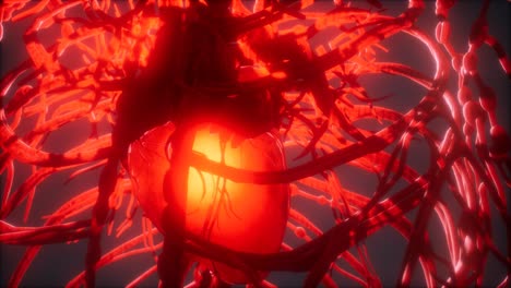 Blood-vessel-system-and-heart