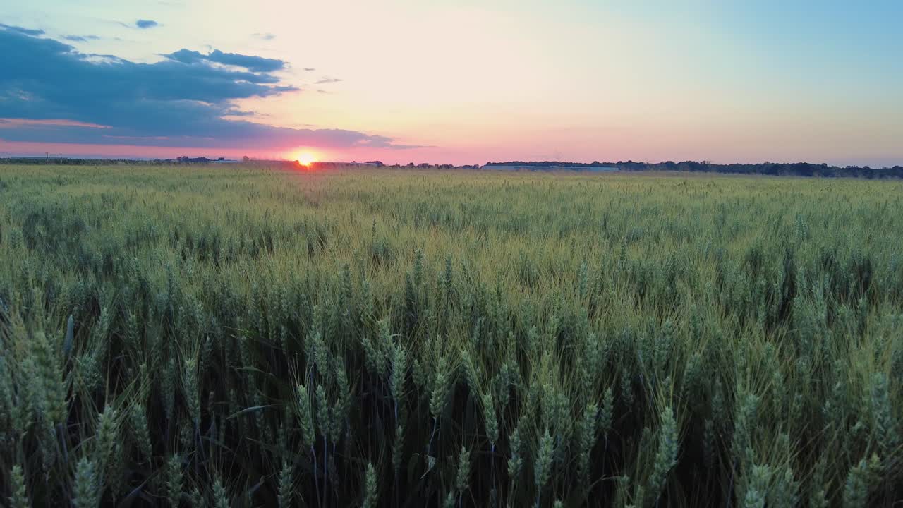 un paisaje panorámico de campos de trigo con granos al atardecer