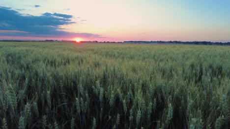 Sweeping-Landscape-Of-Wheat-Field-Ears-Grain-At-Sunset