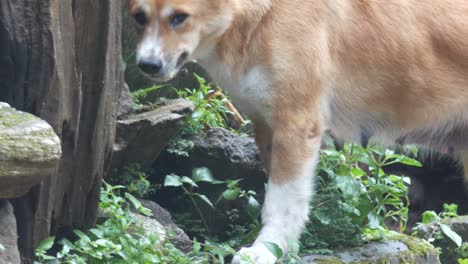 dog is vomiting