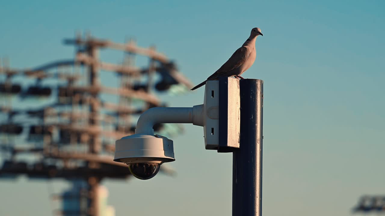 Una tortora dal collare africana appollaiata su un palo accanto a una telecamera a circuito chiuso su un tetto nella Dubai urbana