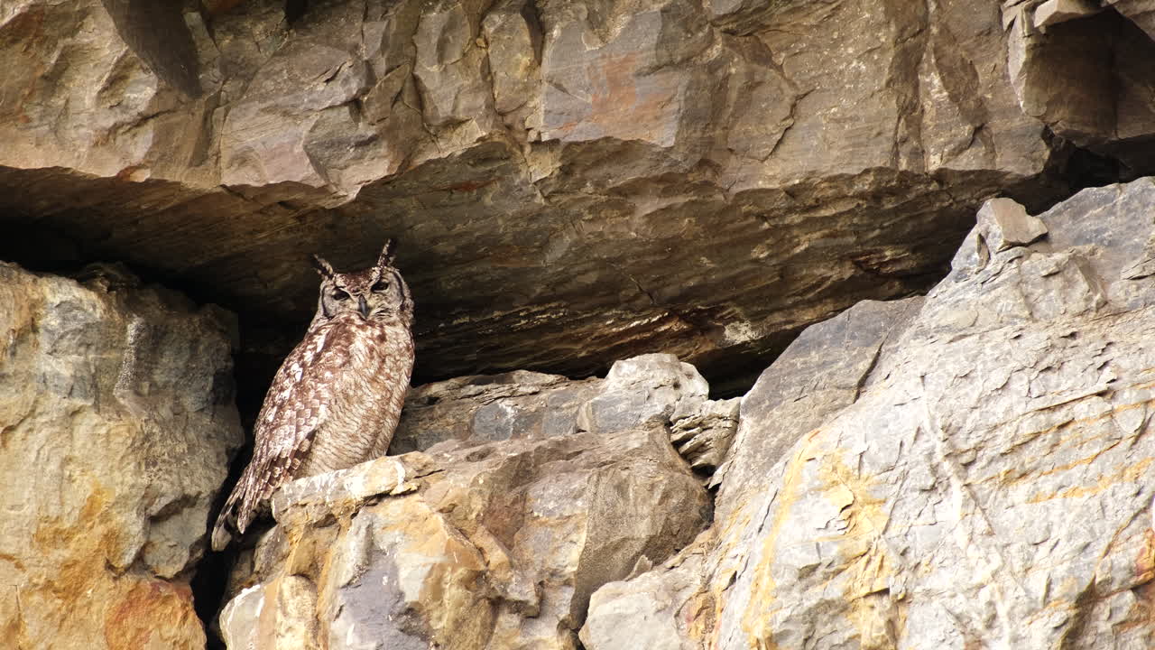 Camouflaged spotted eagle-owl Bubo africanus sits under rocky overhang of cliff