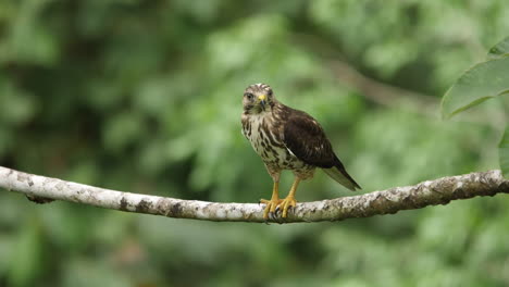 a roadside hawk perched on a branch in costa rica