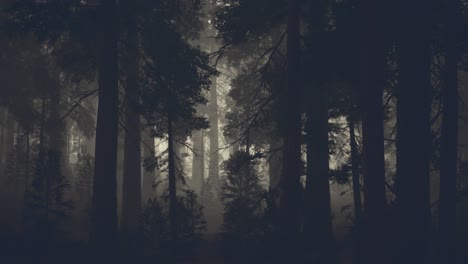 black tree trunk in a dark pine tree forest