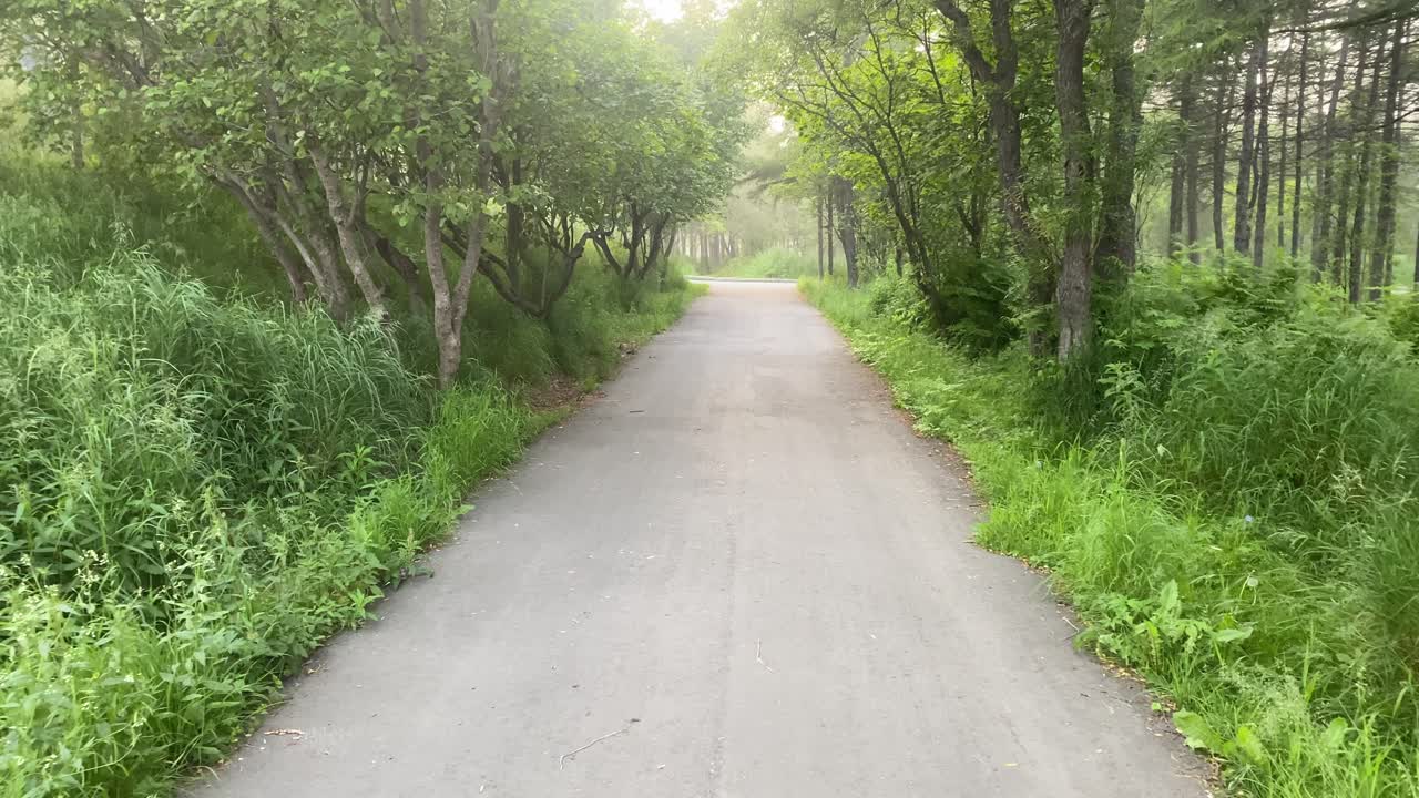 Sun-dappled path winds through a tranquil forest landscape