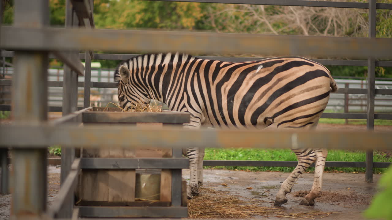 zebra si nutre in una mangiatoia di legno, tranquillo recinto dello zoo con profilo laterale che mostra audaci strisce bianche e nere, sbarre di metallo in primo piano, fieno sparso sul terreno, osservazione del custode nelle vicinanze, autunno