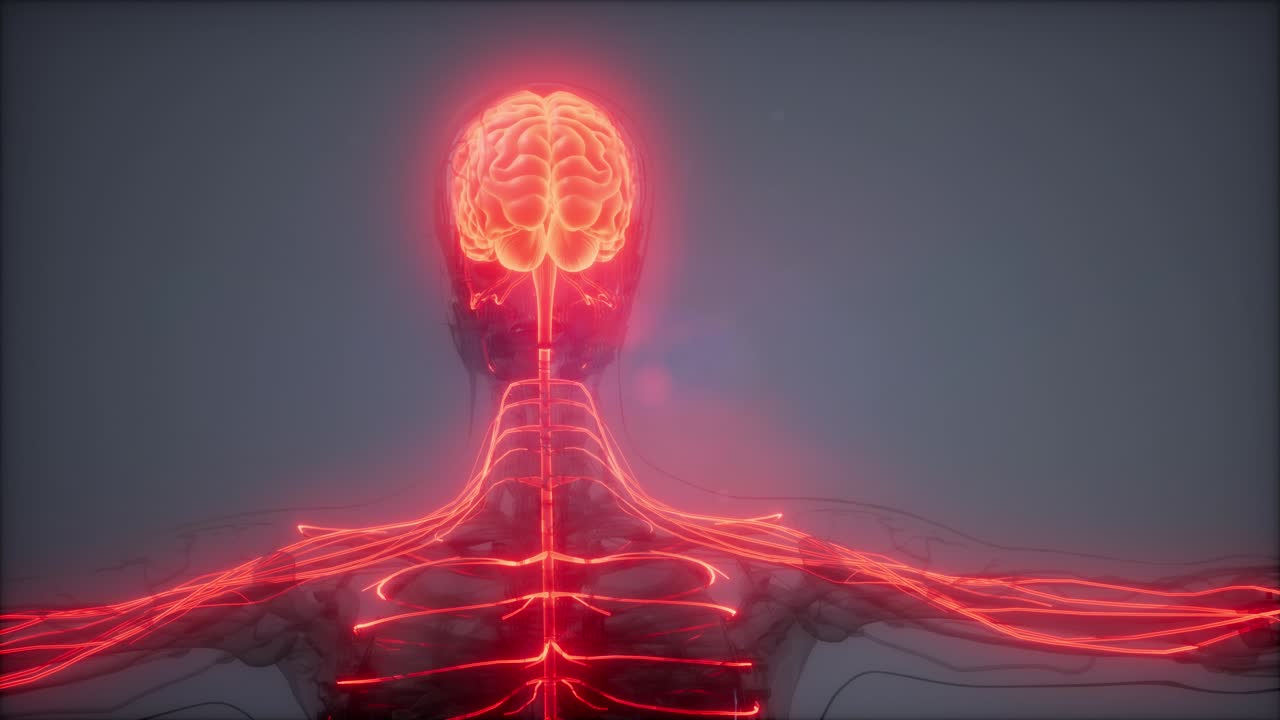 examen de radiología del cerebro humano