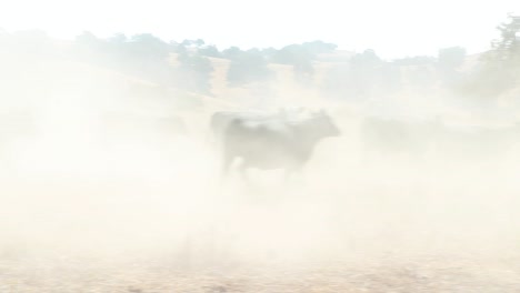 La-Cámara-Se-Mueve-A-Diferentes-Cabezas-De-Ganado-Corriendo-En-La-Caótica-Nube-De-Polvo