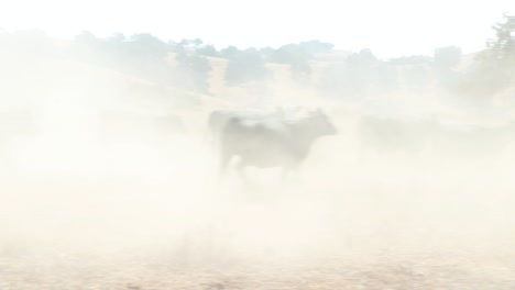 camera moves to different cattle running around in the chaotic dust cloud