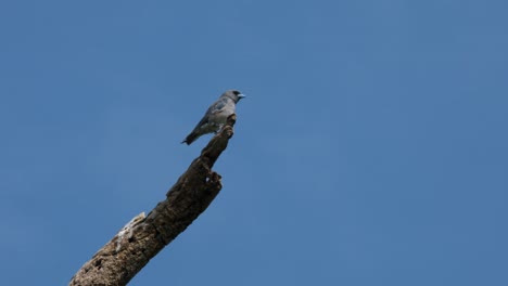 with the blue sky as it background, the ashy woodswallow artamus fuscus is perched high up on a bare branch of a tree while preening its feathers and wings, at phukaeo wildlife sanctuary, thailand