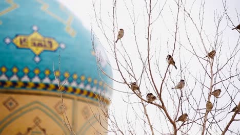 birds sitting near the dome of blue decorated mosque with background blur