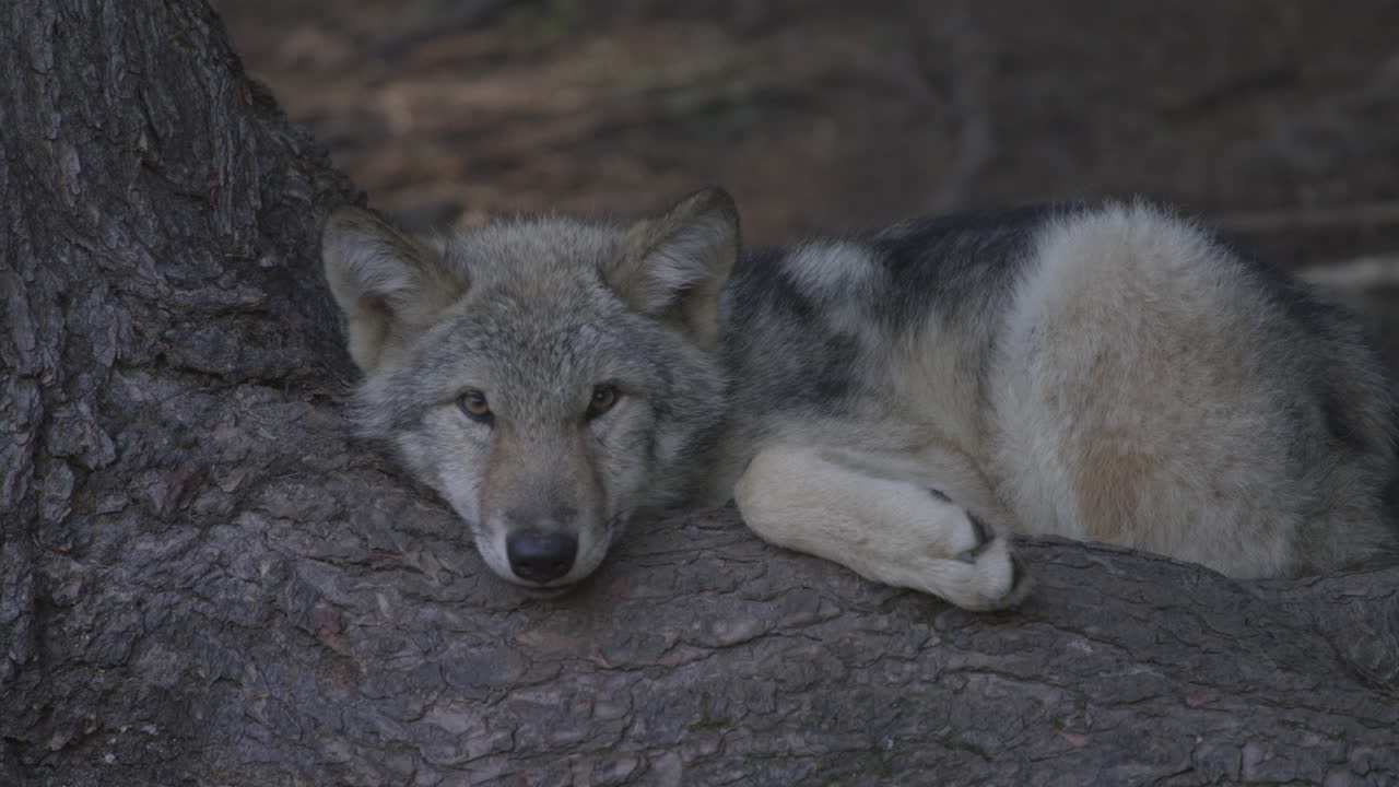 un lobo gris acechando por el bosque por la noche en el desierto del norte