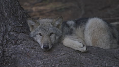 Ein-Grauer-Wolf,-Der-Nachts-Durch-Den-Wald-In-Der-Nördlichen-Wildnis-Pirscht