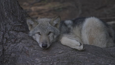 Un-Lobo-Gris-Acechando-Por-El-Bosque-Por-La-Noche-En-El-Desierto-Del-Norte