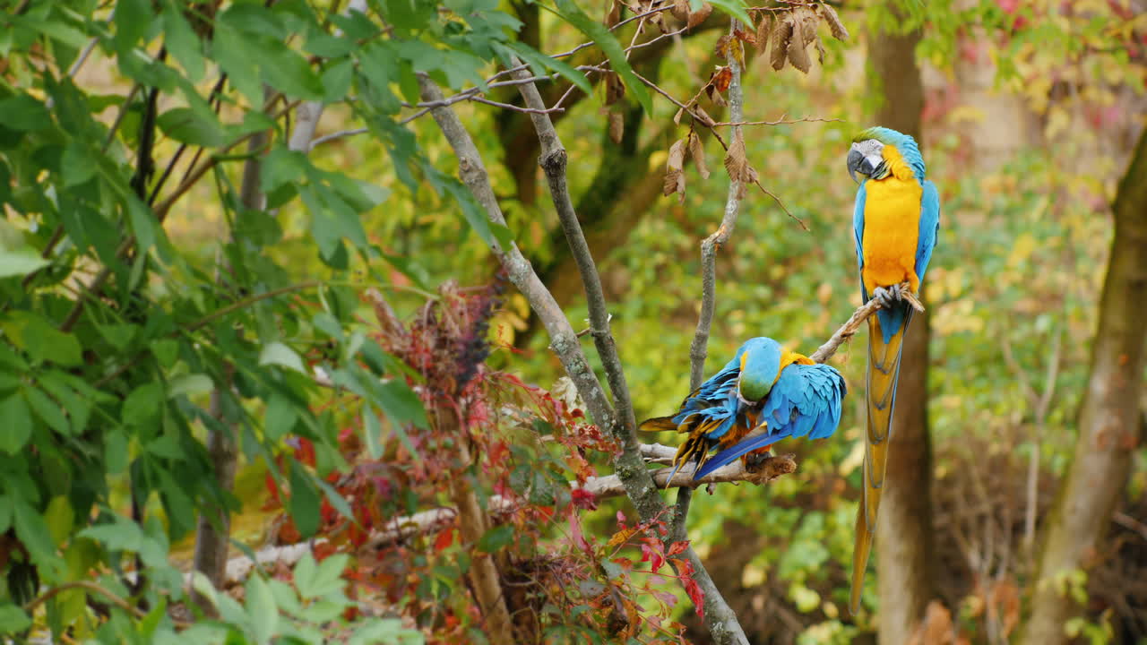 dos loros azules en una rama