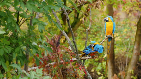 dos loros azules en una rama