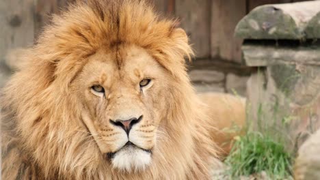 african lion shooting close up. an adult lion – the king of animals lies and rests