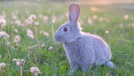 grey rabbit in a grassy field
