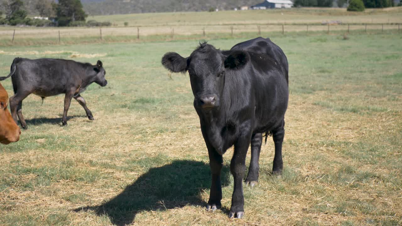 Slow motion view of black cow cattle animal standing in rural town countryside farmland grassy paddock meadow in Australia breed species outback nature domestic travel tourism ranch