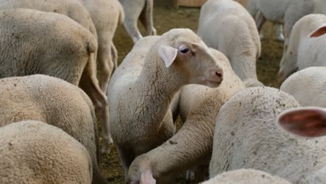 sheeps on a flock farm