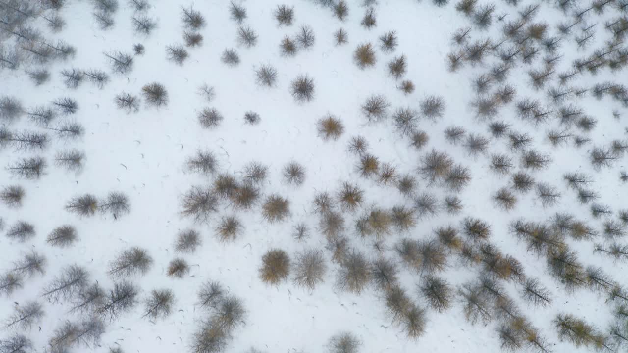 Forest Trees On Snowy Farm Landscape In Silfrastadir, Iceland During Winter
