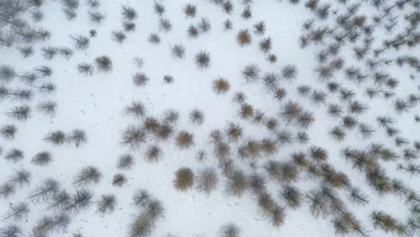 árboles forestales en el paisaje nevado de la granja en silfrastadir, islandia durante el invierno