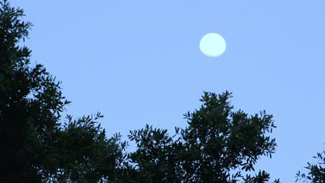 moon at dusk, wind blowing tree branches below.