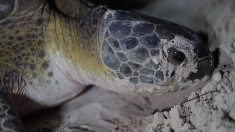 close up of a green sea turtle spawning on the beach at night