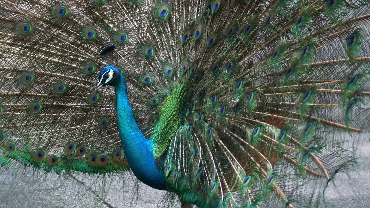 Um majestoso pavão-indiano macho (Pavo cristatus) exibe sua plumagem vibrante e iridescente azul e verde, levantando a cauda em forma de leque para atrair parceiras durante a época de acasalamento, em close-up.