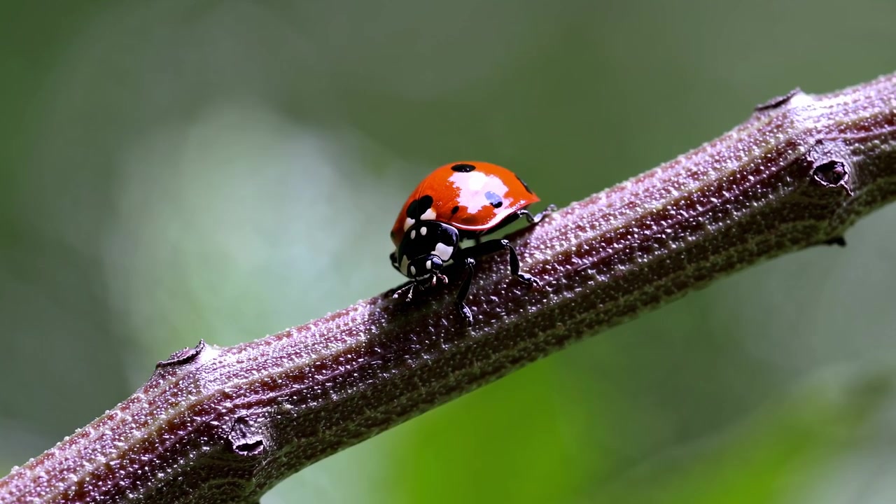 Ladybug Crawling on a Tree Branch in Nature