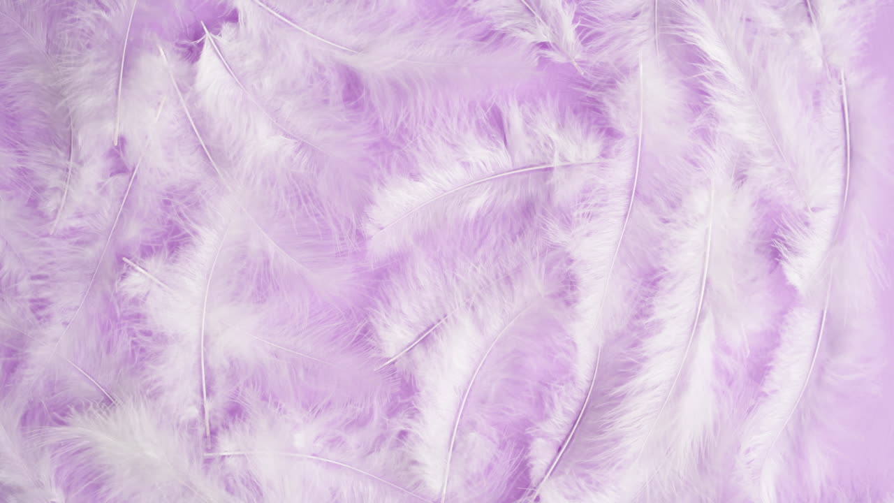 plumas blancas sobre un fondo púrpura