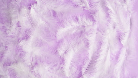 white feathers on a purple background