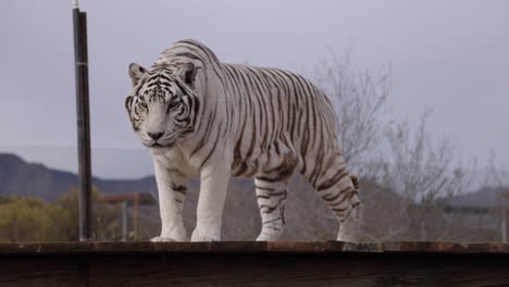 tigre blanco mirando a su alrededor con el vientre sacudiendo slomo