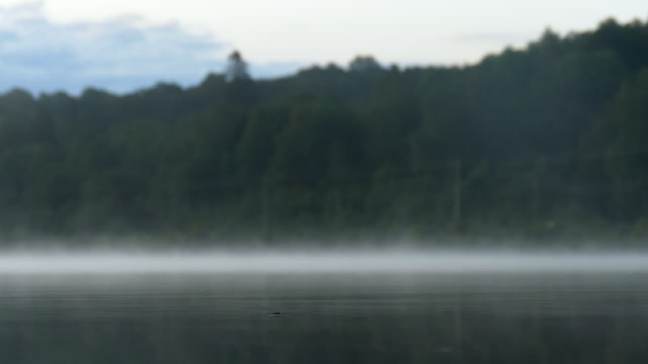 물 스트라이더 곤충 물 표면에 점프