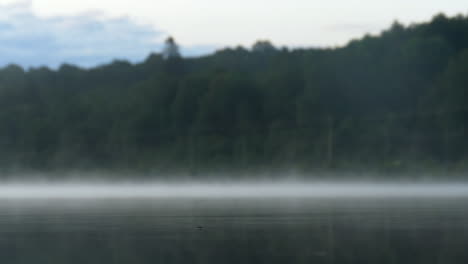 Water-strider-insect-jumping-on-the-water-surface