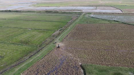 Agradable-Vista-Natural-De-La-Naturaleza-Del-Amplio-Campo-De-Arroz,-Montañas-Recortadas-Y-Búfalos-De-Agua-Juguetones-En-Un-Día-Nublado-En-La-Parte-Rural-De-Vietnam