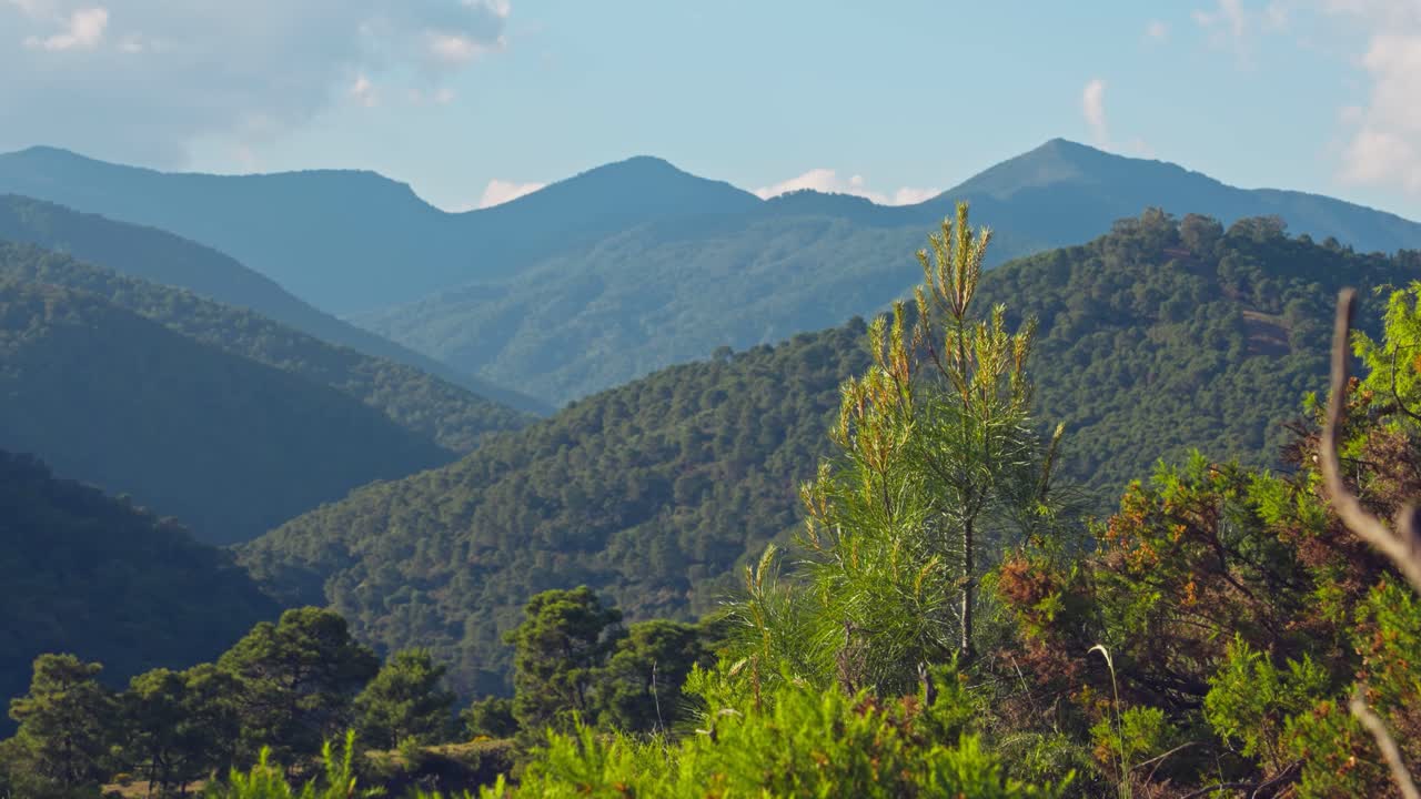 toma estática simple durante el día en una cadena montañosa llena de pinos