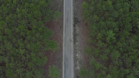 aerial vertical view of a road splitting a beautiful pine wood forest