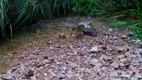 río que fluye con rocas vibrantes y hierba verde