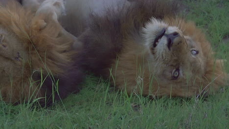 leones machos jugando en el bosque parque nacional kruger rodando perezosos profundamente en el exuberante bosque verde temporada de lluvias verano primavera áfrica del sur vida silvestre gran cinco atardecer safari movimiento cinematográfico de primer plano