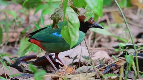 pitta encapuchada, pitta sordida