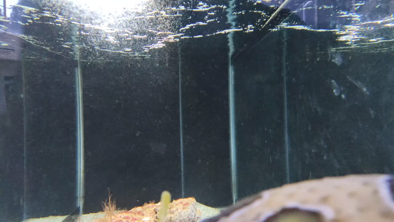 Porcupinefish are swimming in the aquarium. It also commonly called blowfish and sometimes the balloonfish or globefish. The aquarium is created by mimicking the fish's original habitat.