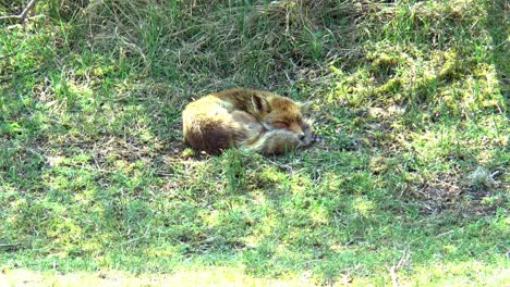 un zorro rojo dormido en la hierba con la cabeza en la cola